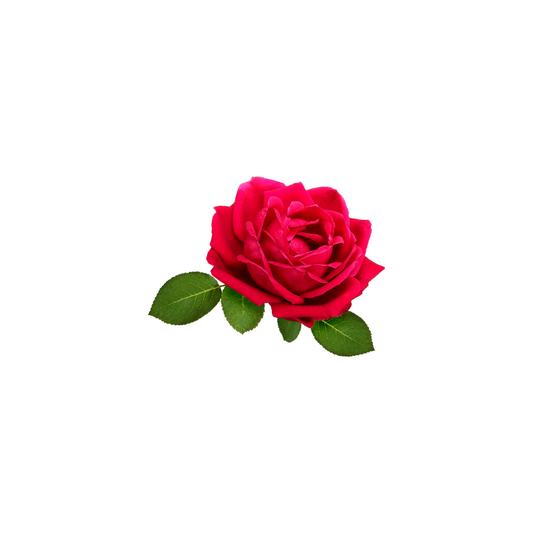 Rose Extract