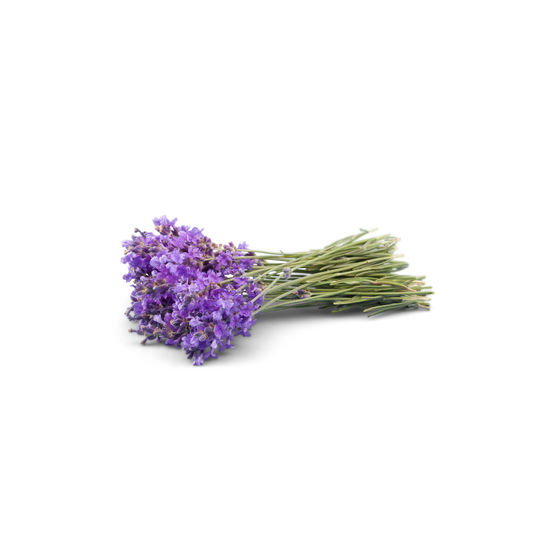 Lavender Extract