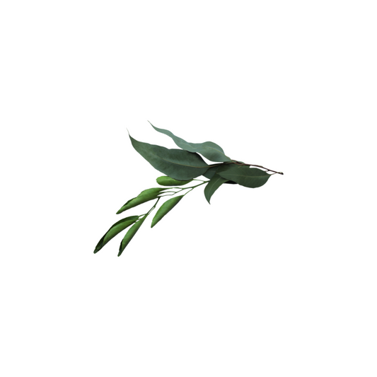 Eucalyptus Extract