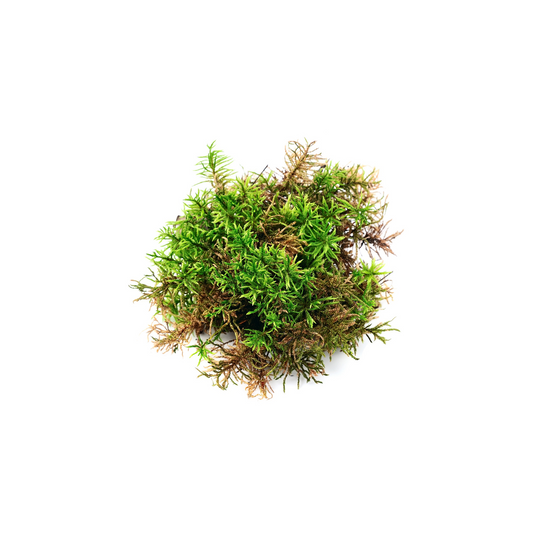 Sea Moss